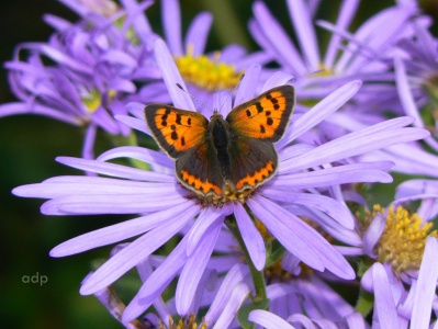 Small Copper (Lycaena phlaeas) Alan Prowse